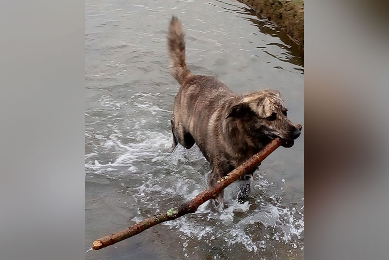 a large dog carrying a stick through a large puddle