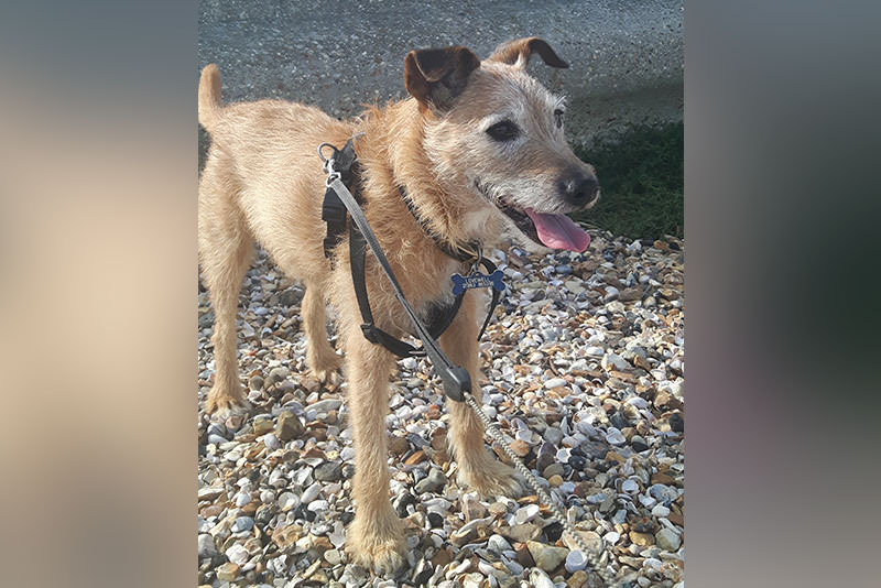 a small dog on a beach