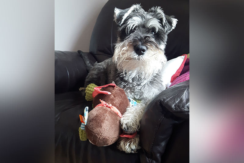 a small dog sat on an archair with a soft toy