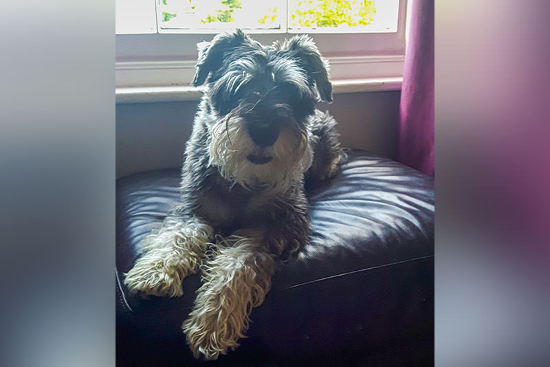 a small dog lying on a cushion by a window