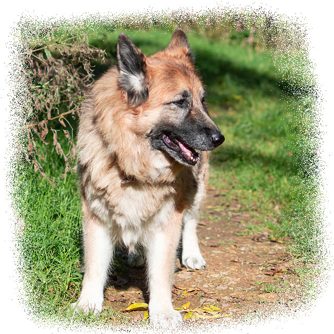 a long haired female german shepherd in the woods