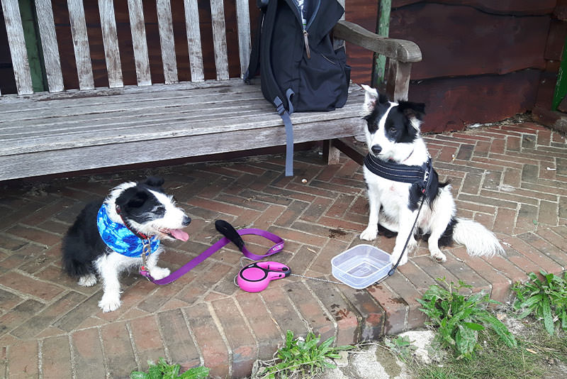 two young dogs sitting by a bench at a cricket club isle of wight