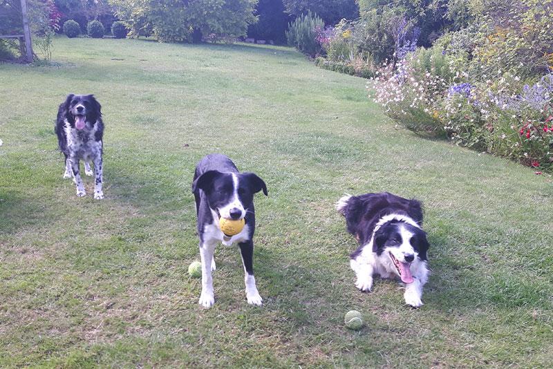 3 black and white dogs on a lawn playing ball