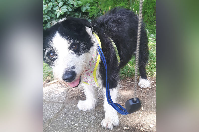 a cute dog on a lead looking at the camera