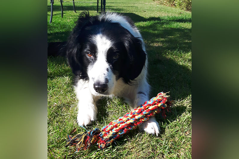 a black and white collie dog with a pull toy