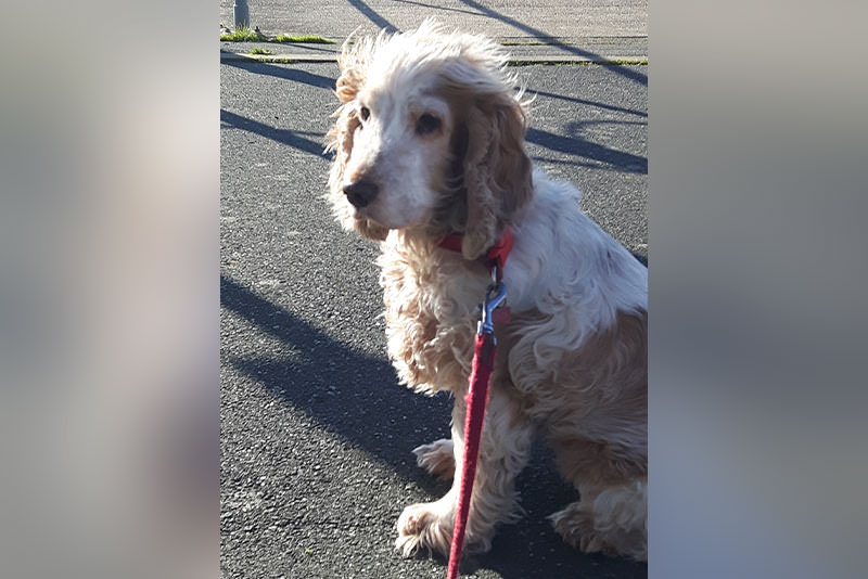 a brown spaniel dog on a lead