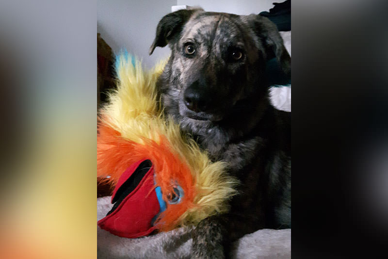 a dog lying on a bed with a toy