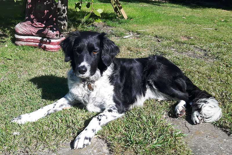 a black and white collie lying on a lawn