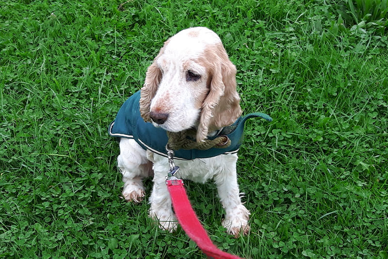 a small spaniel sat on the grass